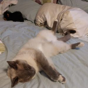 Meet your Posher, Button